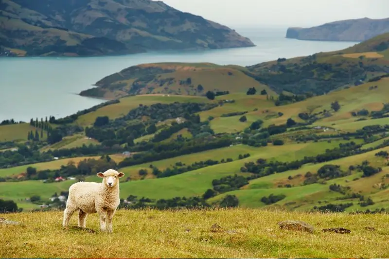 New Zealand Landscape