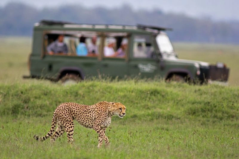 what not to do on a safari in africa, African safari