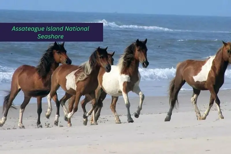 best dog friendly vacations near virignia, Assateague Island National Seashore