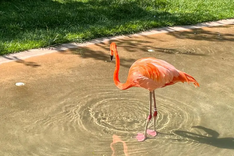 things to do in nashville with teens, Flamingo at the Nashville Zoo