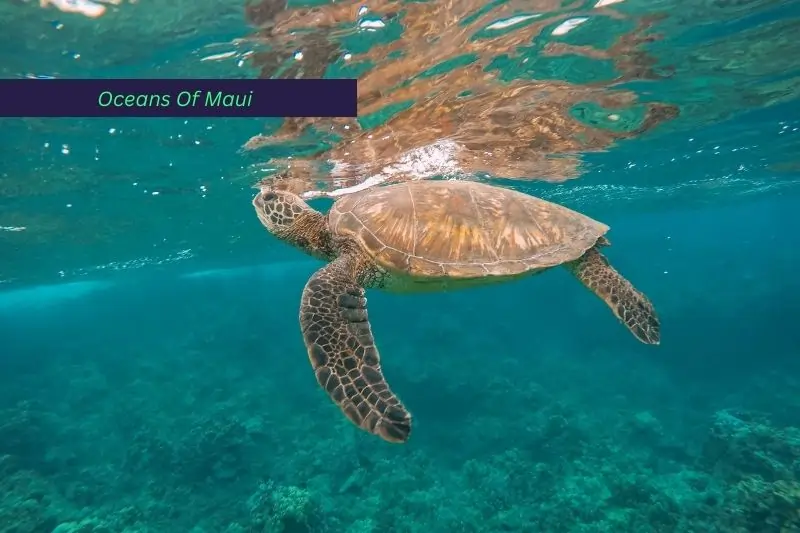 things to do in maui with kids, Oceans Of Maui