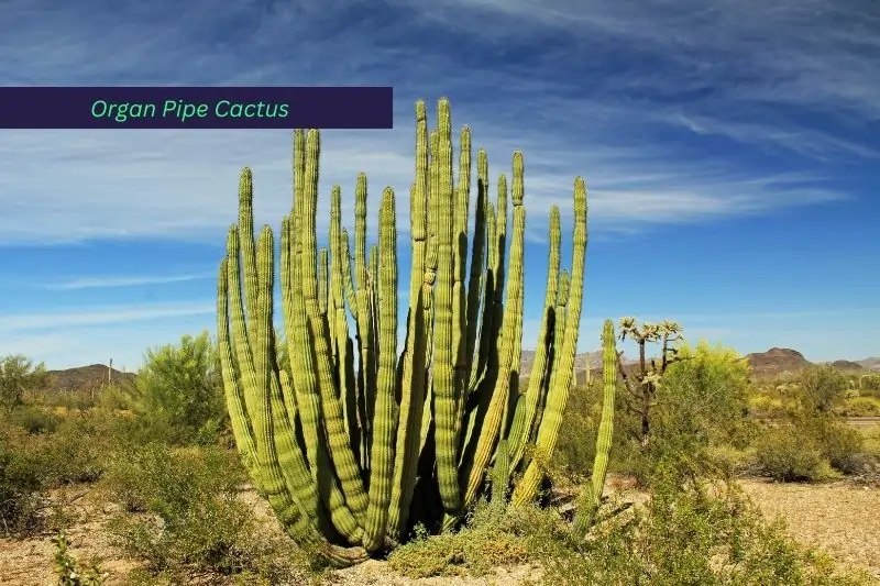 national parks close to phoenix arizona, Organ Pipe Cactus National Monument