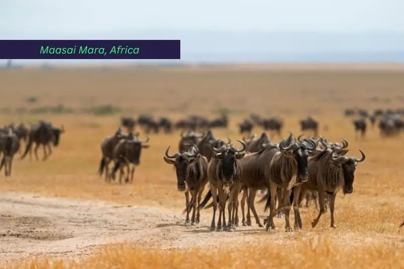 best african countries to visit, Wildebeest Migration, Maasai Mara, Africa